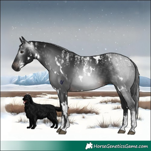 Horse Color:Powder White Gray White Spotted Brown 