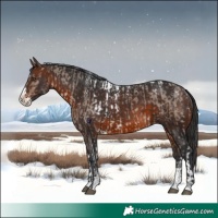 Horse Color:Liver Red Dun Splash Tobiano Appaloosa  and Powder White Brown Splash 