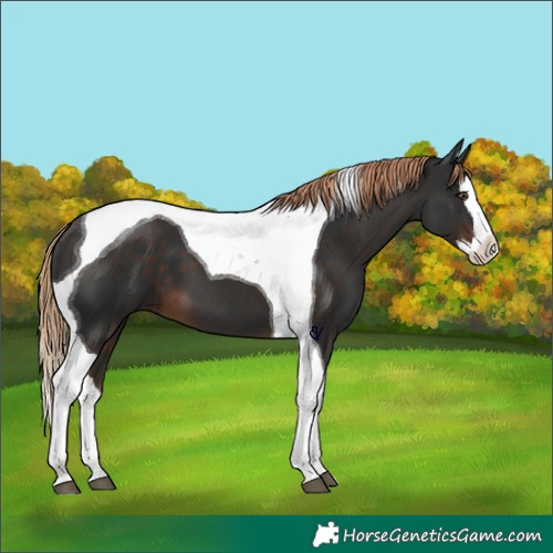 Horse Color:Liver Chestnut Splash Tobiano 