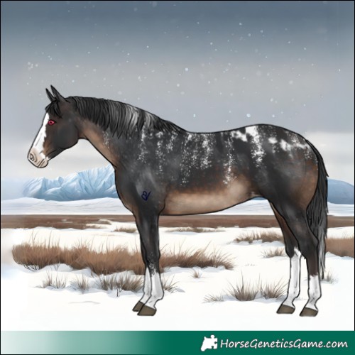 Horse Color:Powder White Brown Splash Skewed Appaloosa