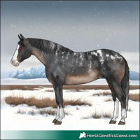 Horse Color:Powder White Brown Splash Skewed Appaloosa