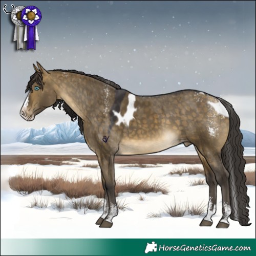 Horse Color:Powder White Buckskin Dun Splash Skewed Appaloosa