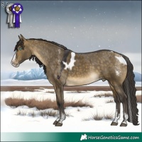 Horse Color:Powder White Buckskin Dun Splash Skewed Appaloosa