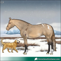 Horse Color:Buckskin Dun Skewed Appaloosa 