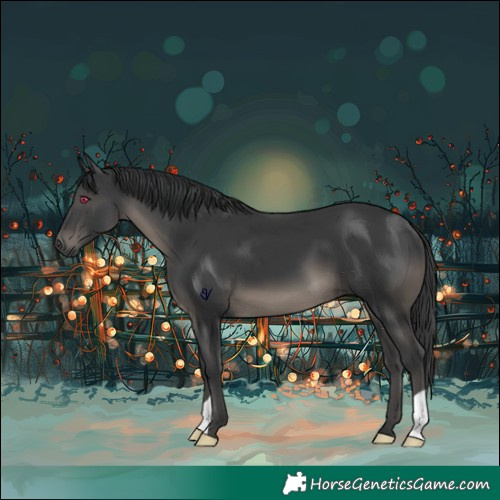 Horse Color:Black 