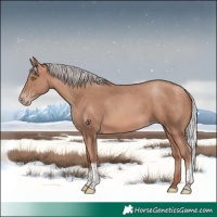 Horse Color:Silver Sable Champagne Tobiano Rabicano 