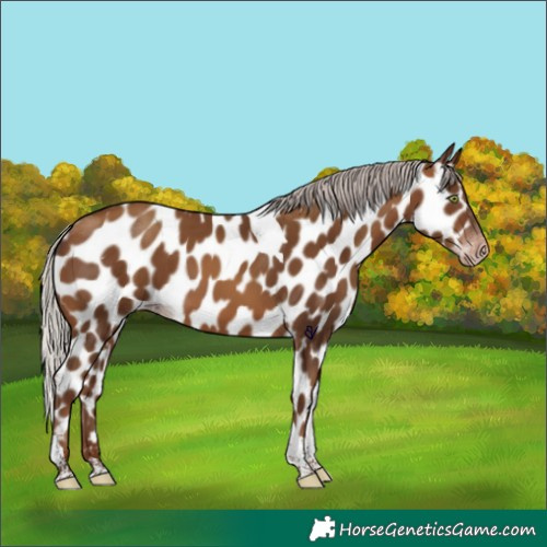 Horse Color:Gray Silver Sable Champagne Tobiano Appaloosa Rabicano 