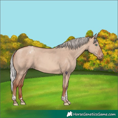 Horse Color:Silver Sable Champagne Dun Tobiano Appaloosa Rabicano 