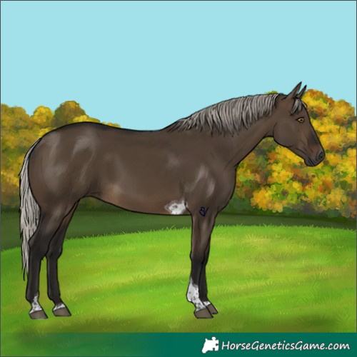 Horse Color:Gray Silver Brown Dun Tobiano Rabicano 