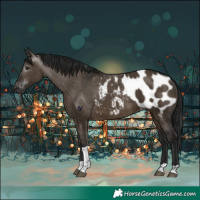 Horse Color:Gray Bay Dun Tobiano Appaloosa Rabicano