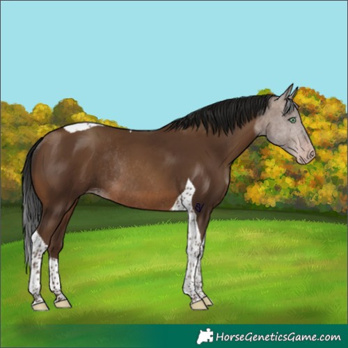 Horse Color:Gray Amber Champagne Tobiano Rabicano 
