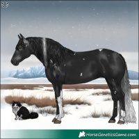 Horse Color:Gray White Spotted Brown Tobiano Rabicano