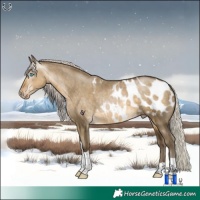 Horse Color:Gray Silver Buckskin Pearl Dun Tobiano Appaloosa Rabicano 
