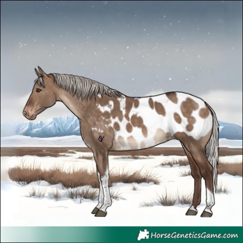 Horse Color:Silver Bay Dun Tobiano Appaloosa Rabicano 
