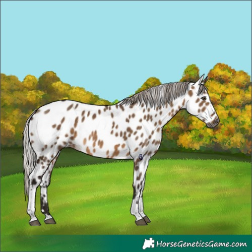 Horse Color:Gray Silver Bay Dun Tobiano Appaloosa Rabicano