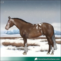 Horse Color:Gray Sable Champagne Tobiano Skewed Appaloosa Rabicano 