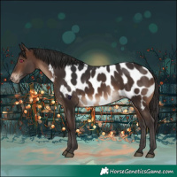 Horse Color:Brown Appaloosa
