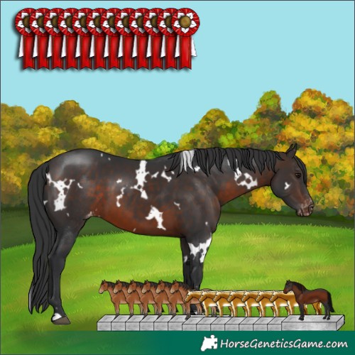 Horse Color:White Spotted Brown Varnish