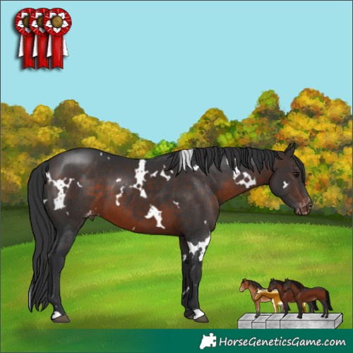 Horse Color:White Spotted Brown Appaloosa 