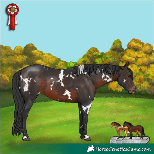 Horse Color:White Spotted Brown Appaloosa 