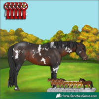 Horse Color:White Spotted Brown Appaloosa