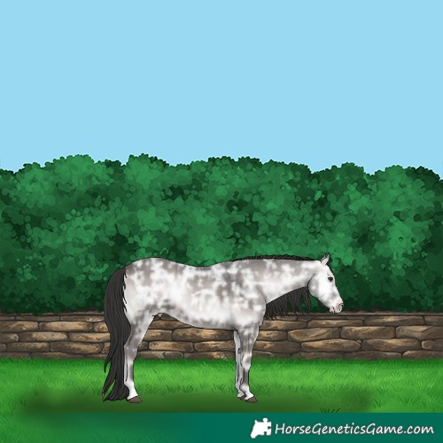 Horse Color:Platinum Liver Red Onyx Ice Rabicano 