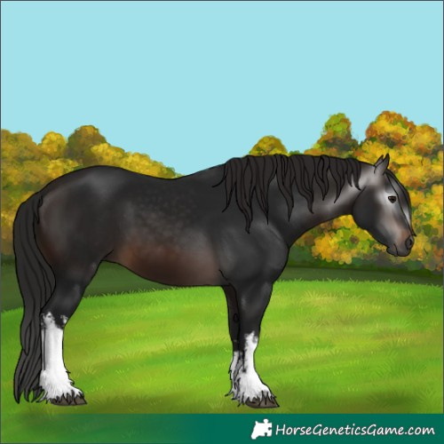 Horse Color:Gray White Spotted Bay