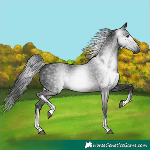 Horse Color:Gray White Spotted Liver Chestnut