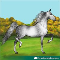 Horse Color:Gray White Spotted Liver Chestnut