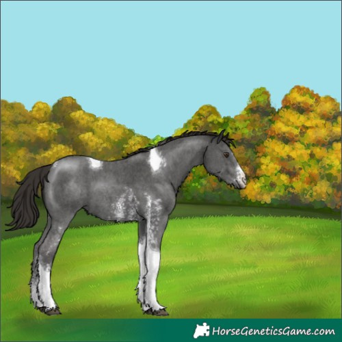 Horse Color:Liver Chestnut Sabino Tobiano 