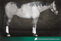 Horse Color:Platinum Bay Dun Tobiano