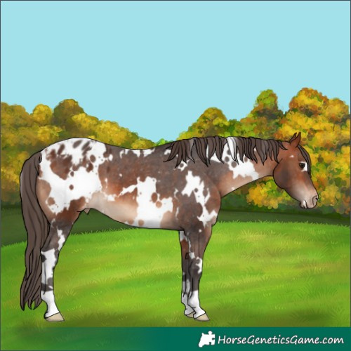 Horse Color:White Spotted Bay Appaloosa 