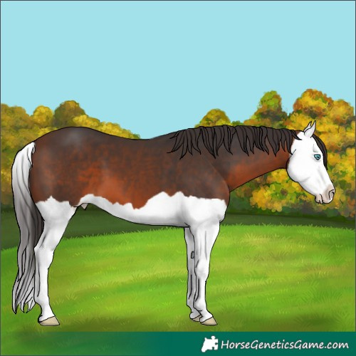 Horse Color:Brown Splash 