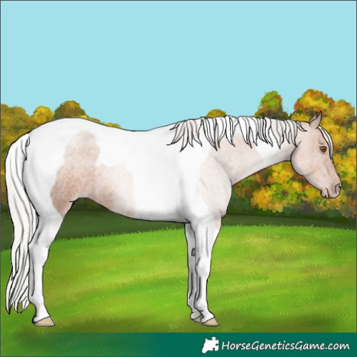 Horse Color:Silver Classic Champagne Roan Tobiano Rabicano 