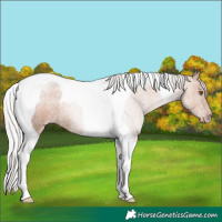 Horse Color:Silver Classic Champagne Roan Tobiano Rabicano