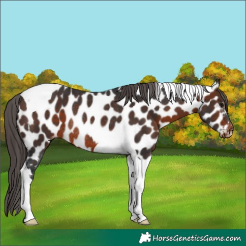Horse Color:Brown Tobiano Appaloosa Rabicano