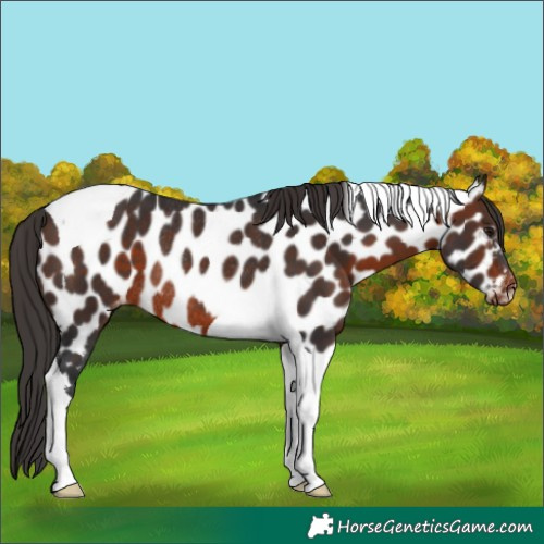 Horse Color:Brown Tobiano Near Leopard Rabicano 
