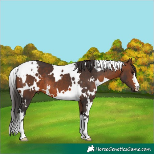 Horse Color:White Spotted Brown 