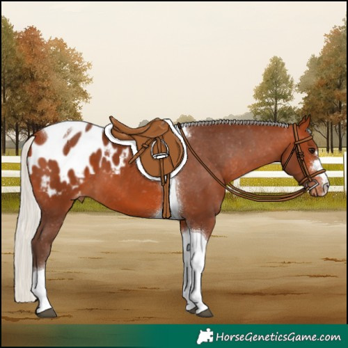 Horse Color:Silver Bay Tobiano Blanket 