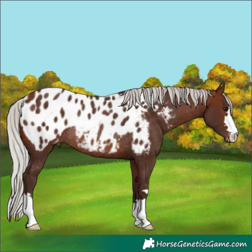 Horse Color:Silver Brown Appaloosa Rabicano 