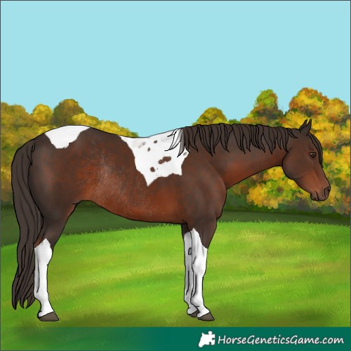 Horse Color:Liver Chestnut Tobiano Rabicano 