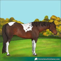 Horse Color:Liver Chestnut Tobiano Rabicano