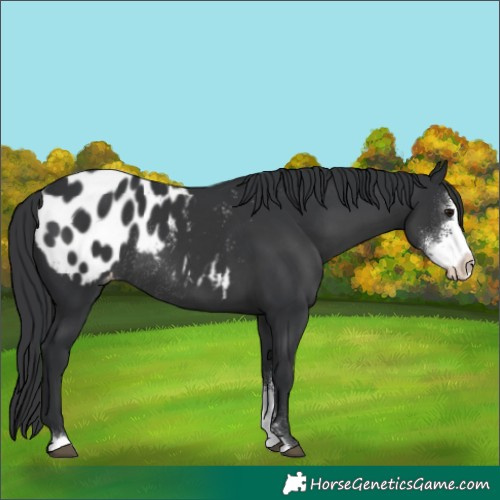 Horse Color:Black Sabino Appaloosa Rabicano 