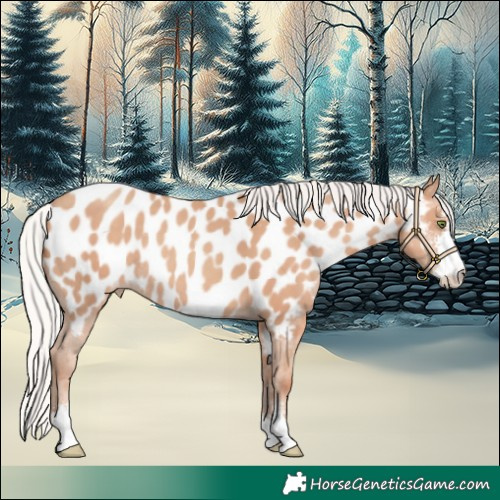 Horse Color:Silver Classic Champagne Sabino Appaloosa Rabicano