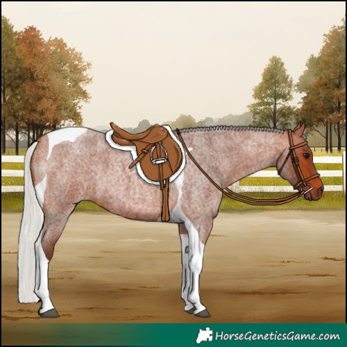 Horse Color:Silver Bay Roan Tobiano 