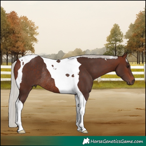Horse Color:Silver Brown Tobiano Rabicano 