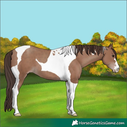 Horse Color:Classic Champagne Tobiano