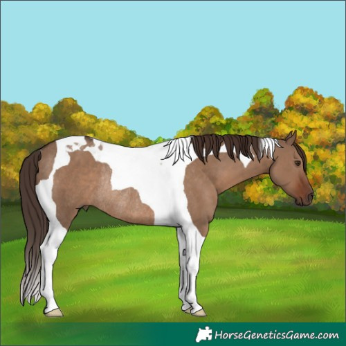 Horse Color:Liver Red Dun Tobiano Rabicano 