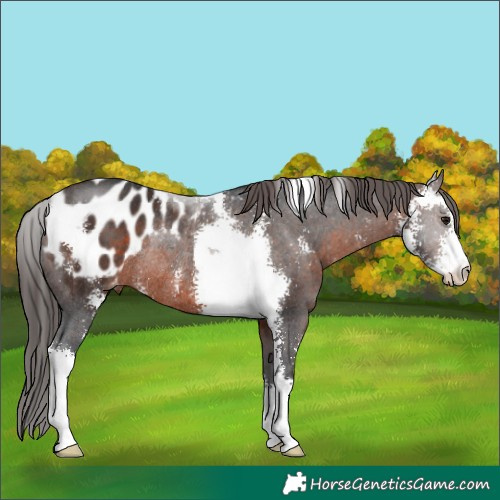 Horse Color:Brown Sabino Appaloosa Rabicano