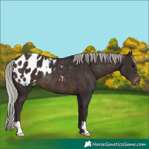 Horse Color:Silver Brown Blanket Rabicano 